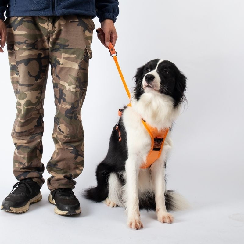 “Leinenlos Glücklich" Hundegeschirr mit integrierter Leine